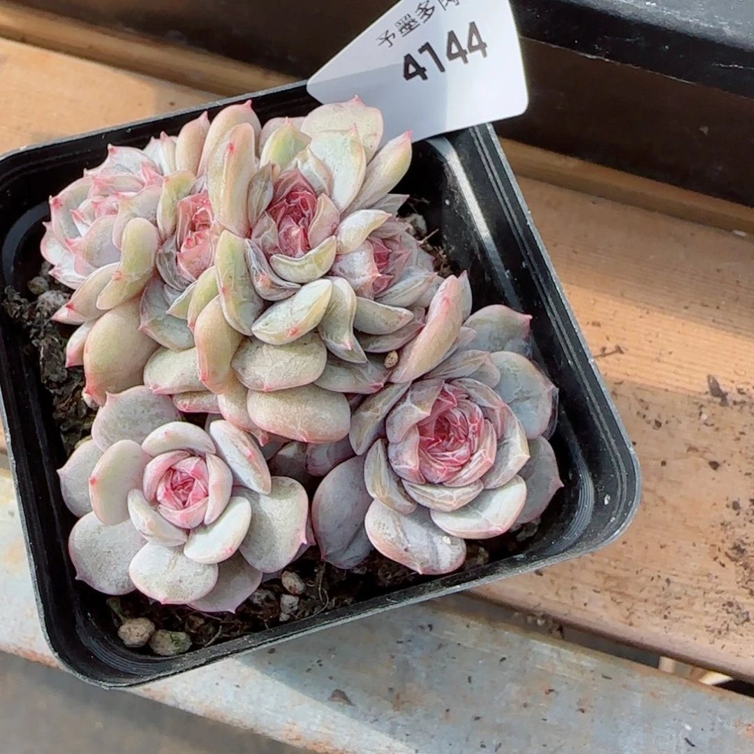 宫花朵缀，4144多肉植物