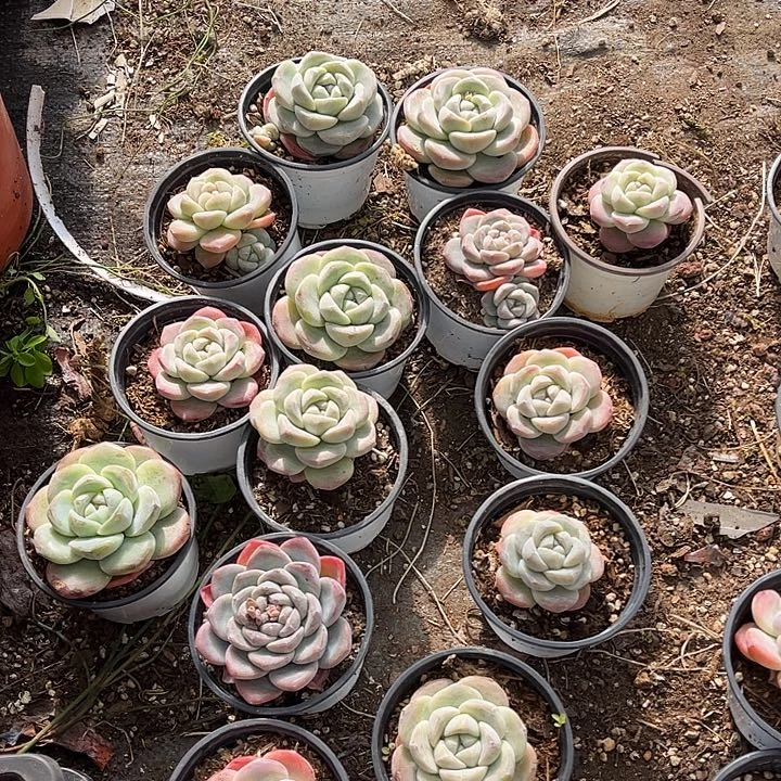 *****黄心冰玉，15颗，一物一拍