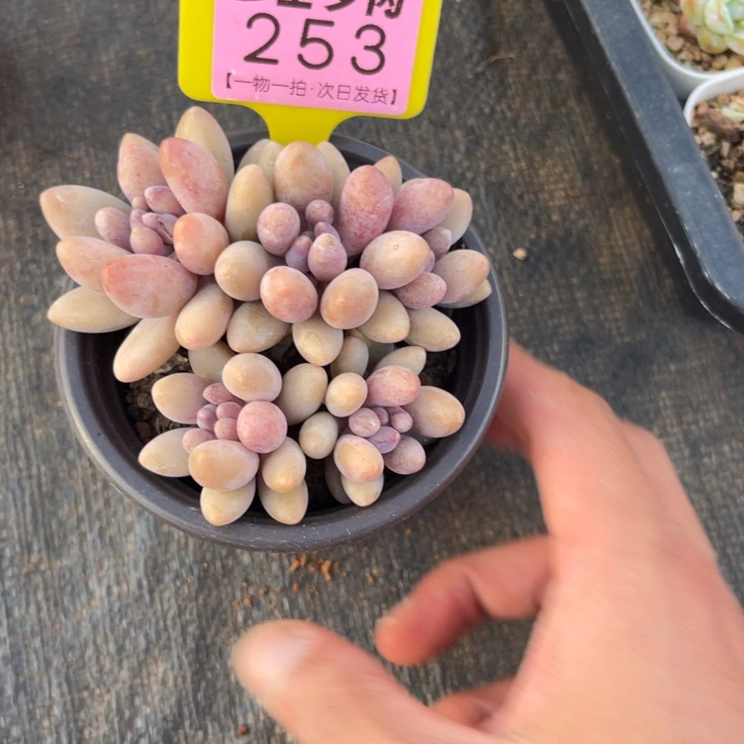 云尘多肉一物一拍253