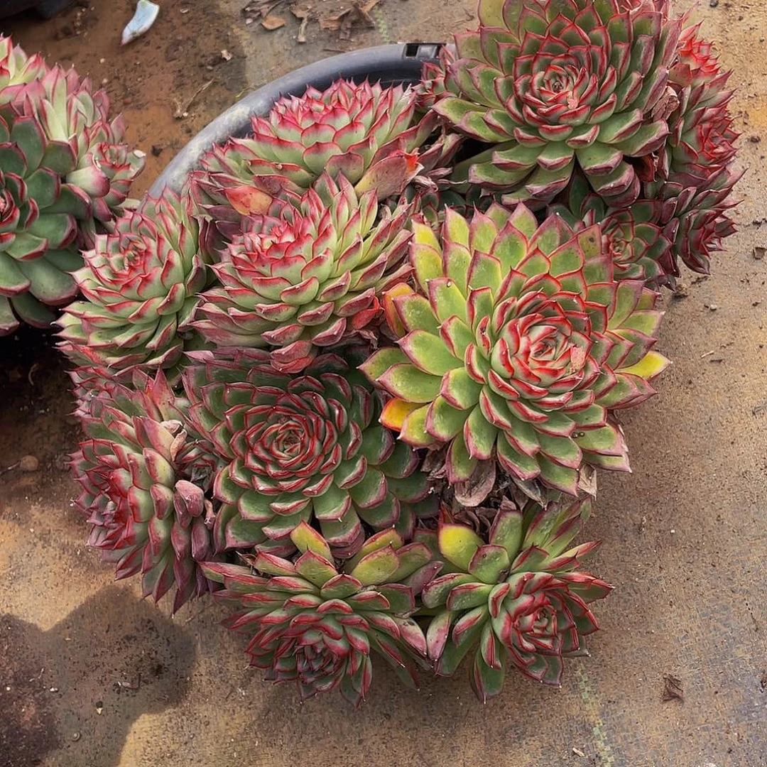 萤火虫带盆土老桩多肉39.8