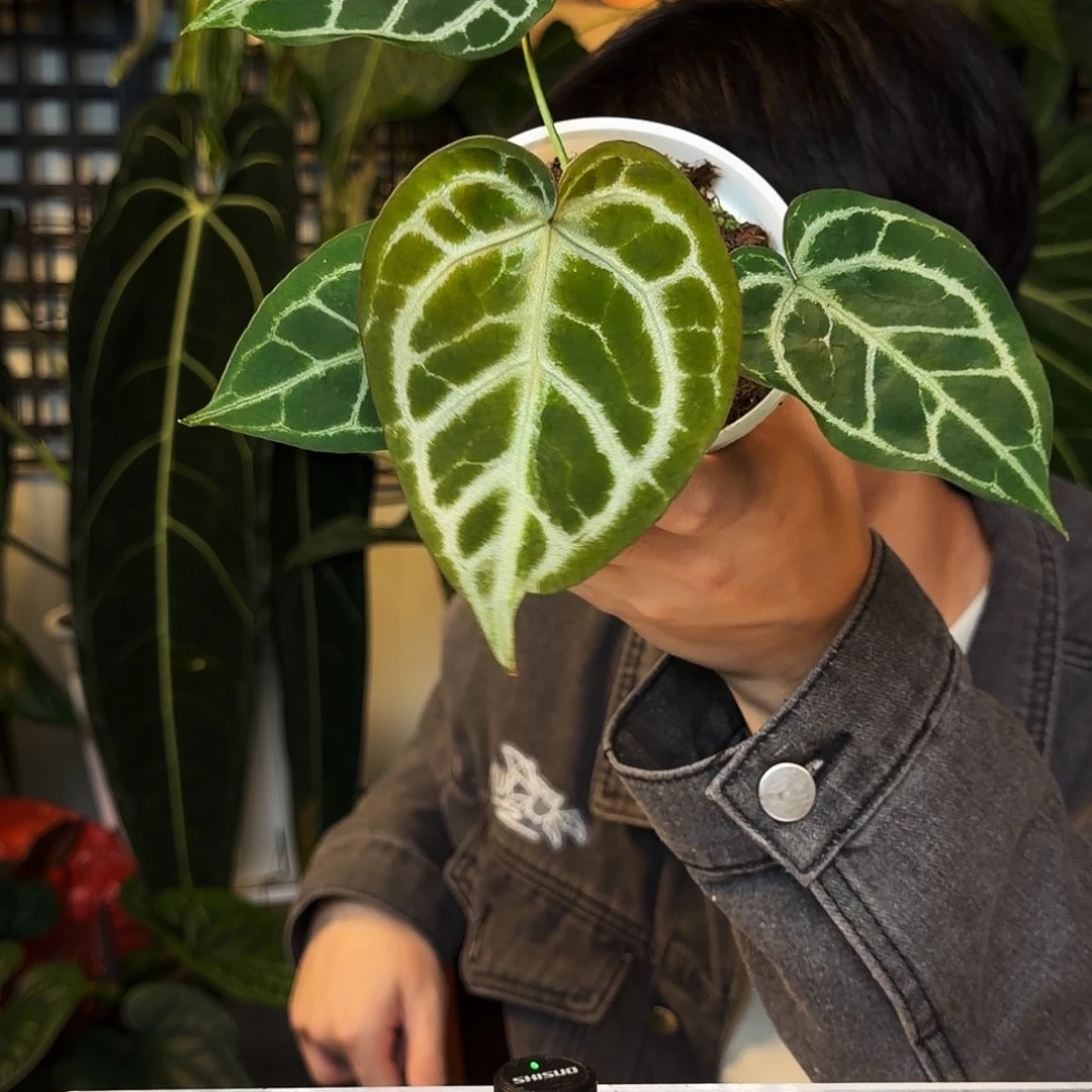 完全开放C118  SKG银杂撕裂纹狂