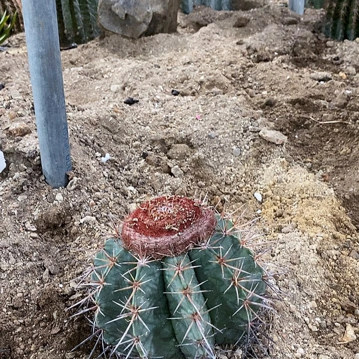 星***员40号选手。