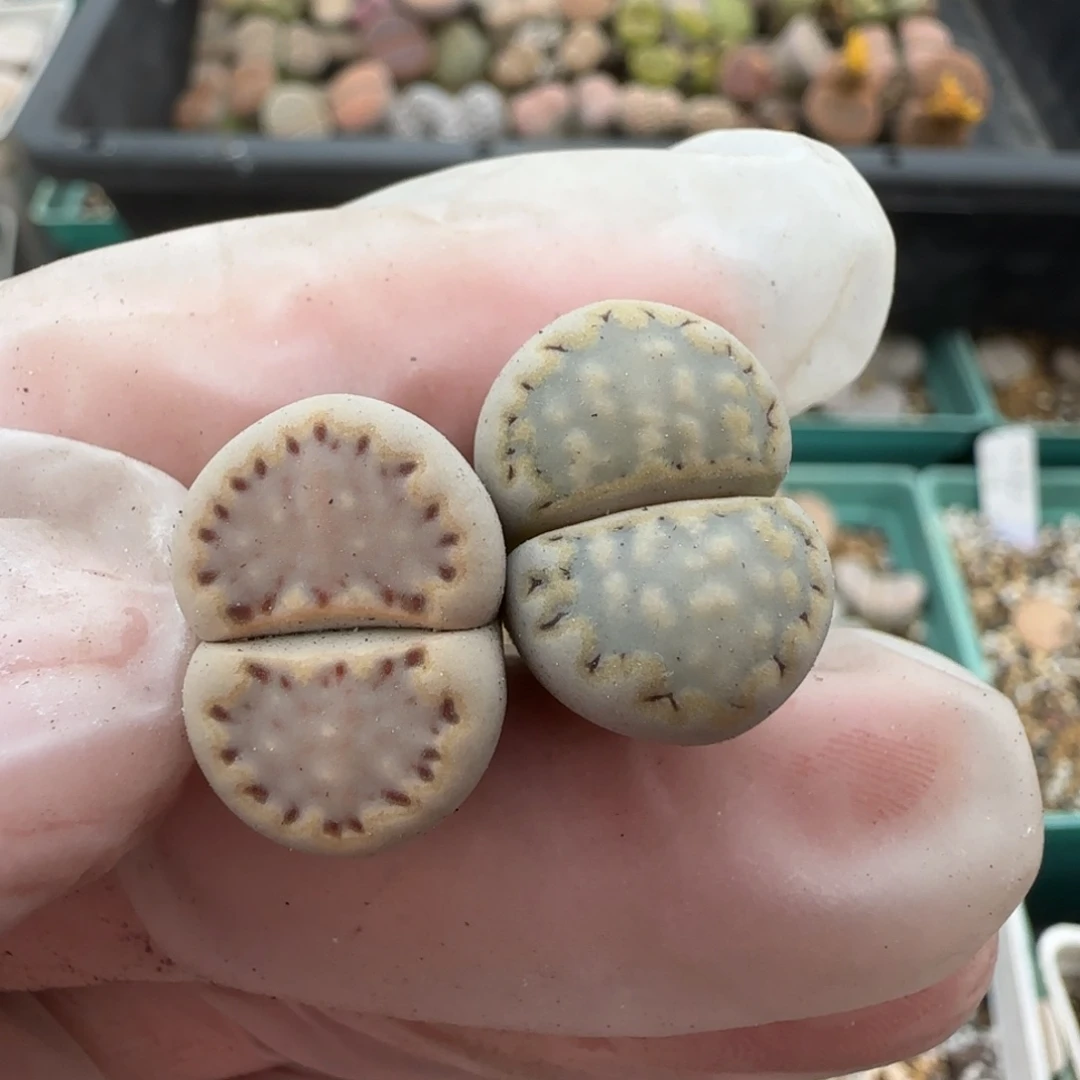 11.3。美美哒生石花母本。8062