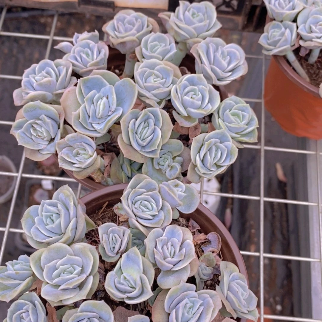 可爱玫瑰带盆土两盆散群