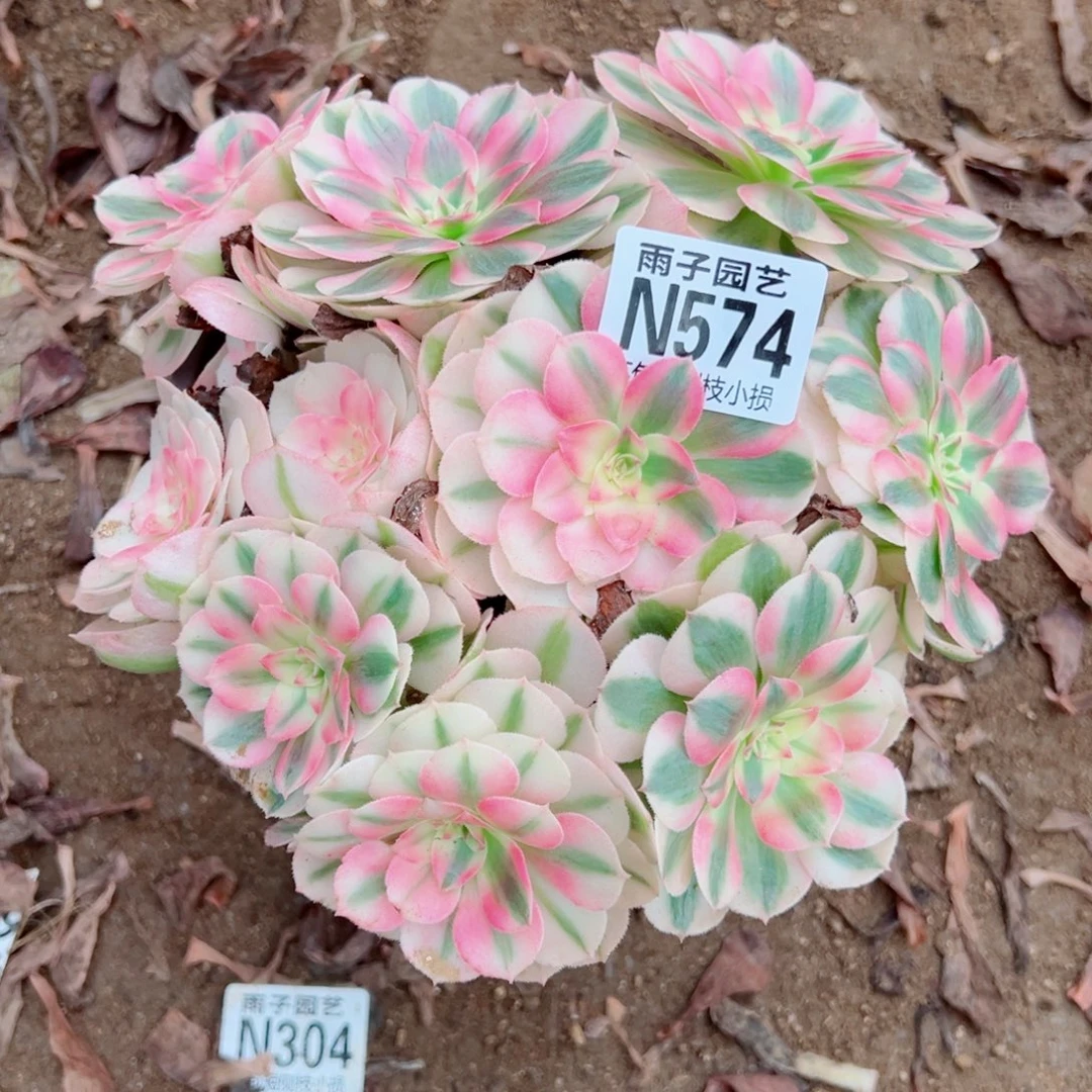 547倾城砍头群尺寸18左右