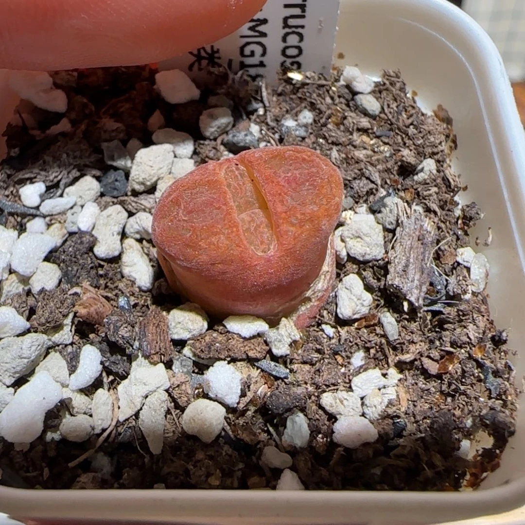 绑***咪肉锥多肉植物百科-600