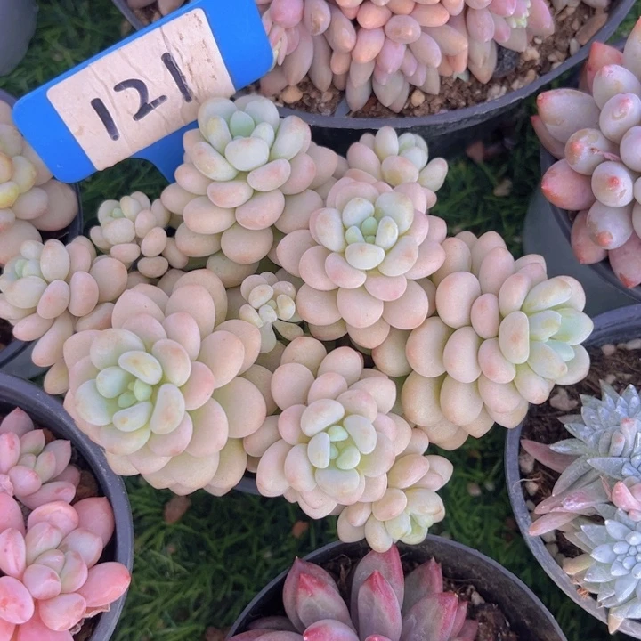 健健康康平平安安