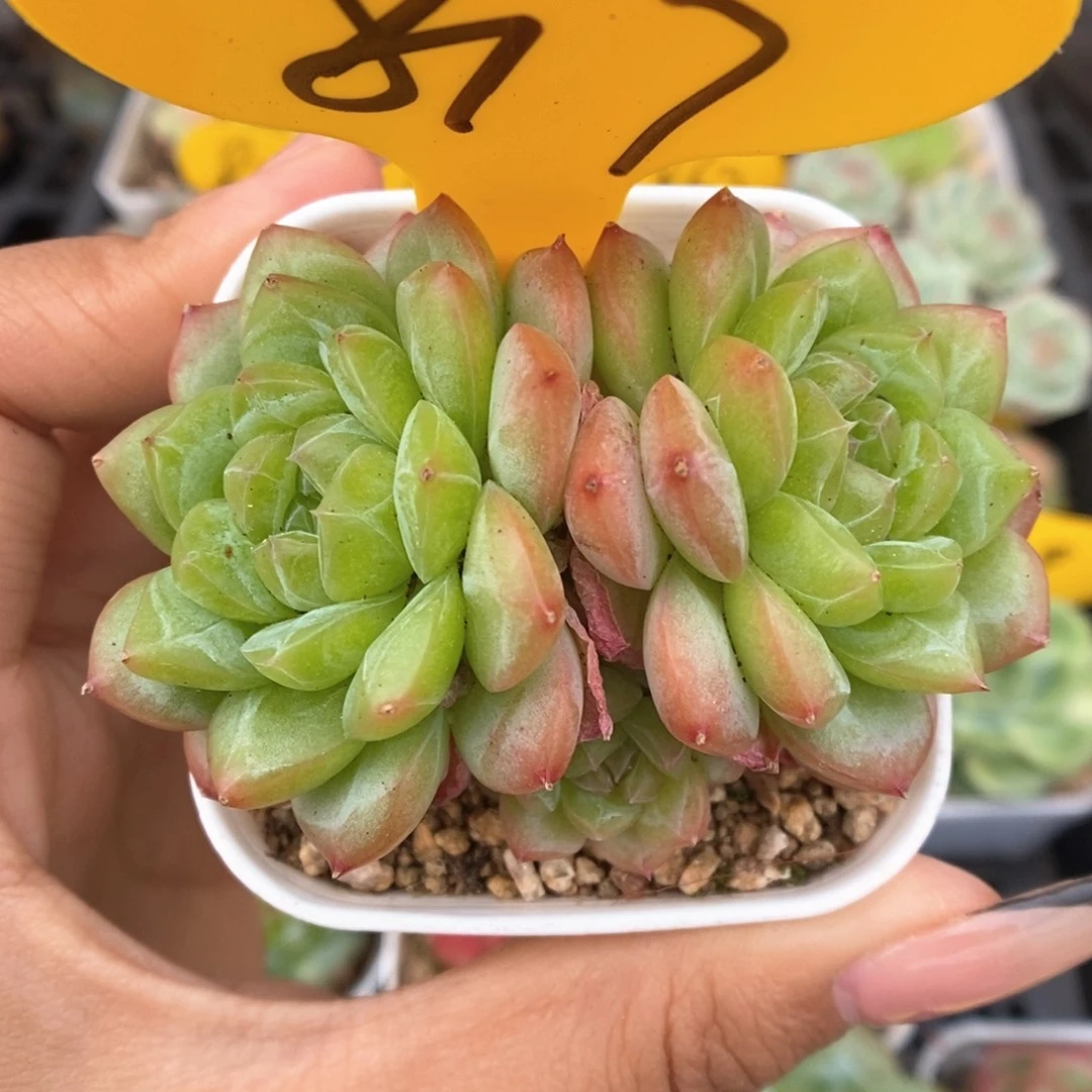 绿芙蓉群生817号。