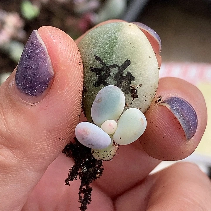 文乐奶酪锦多肉植物