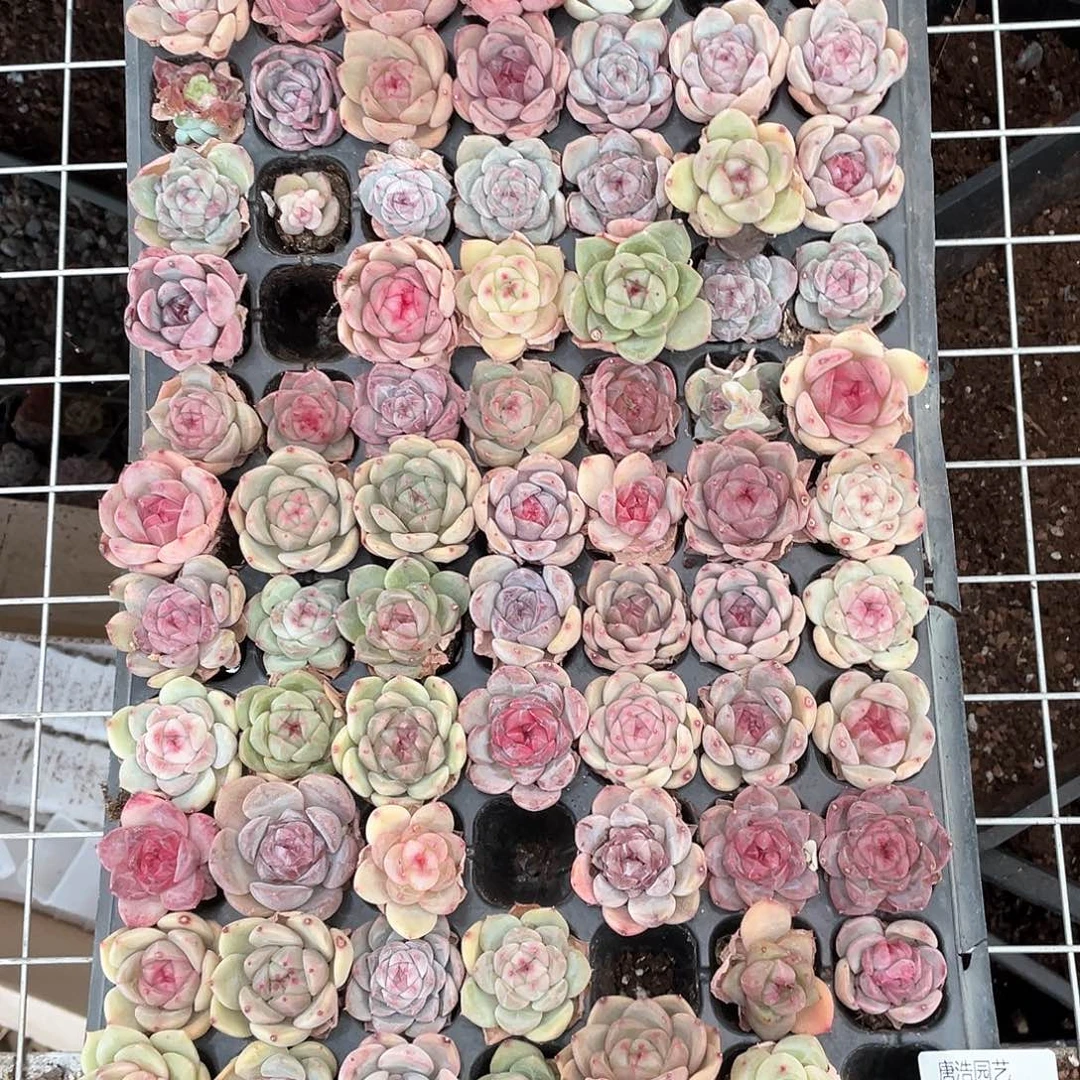 H*.珍妮混一物一拍232