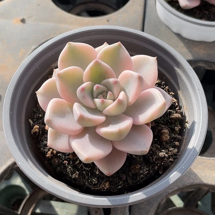 红粉佳人锦一物一拍