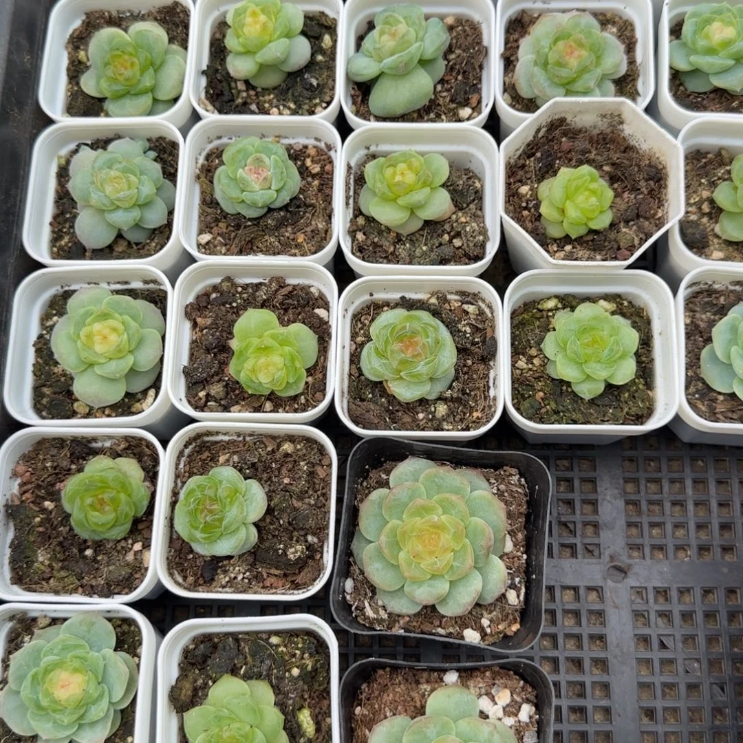 你***！小卡拉米糖心一物一拍12-59