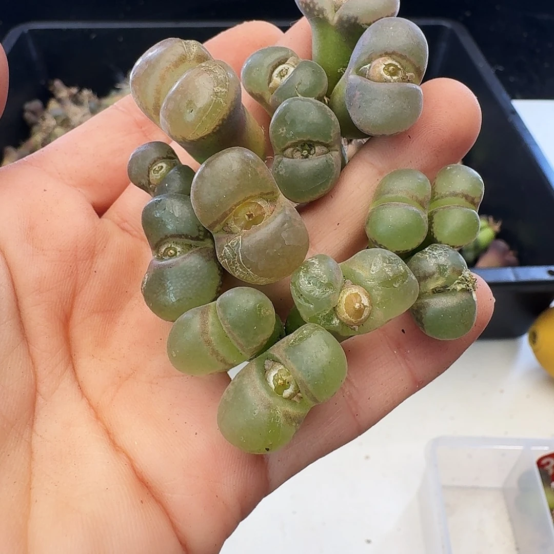 福利瑕疵风铃介意慎拍338