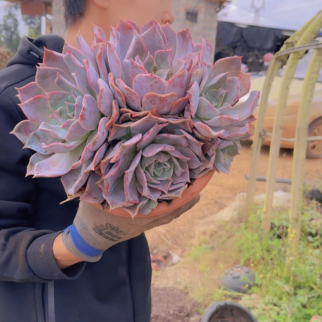 一物一拍露西娜多肉