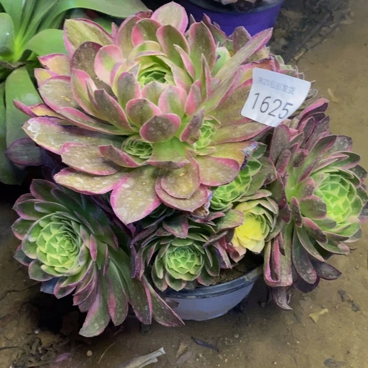 玉姿多肉断头不包1625