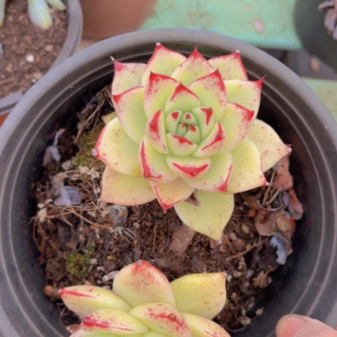 【闪购商品】黄皮乌木1644