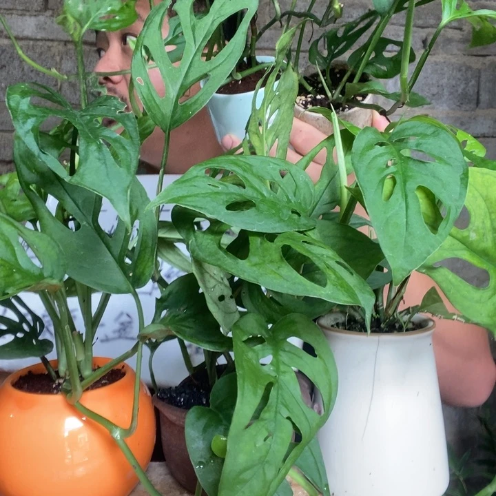 仙洞龟背竹一盆器型随缘带盆发货