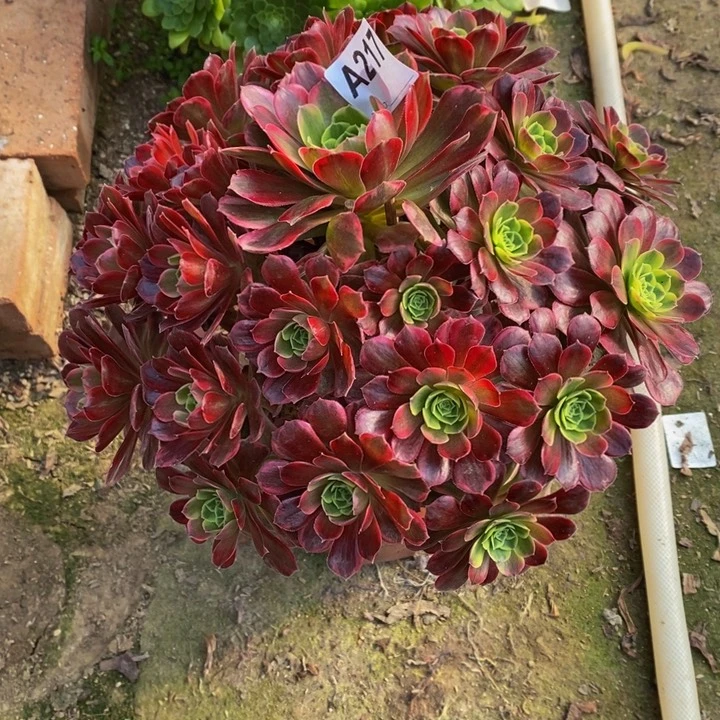 安娜多肉植物217