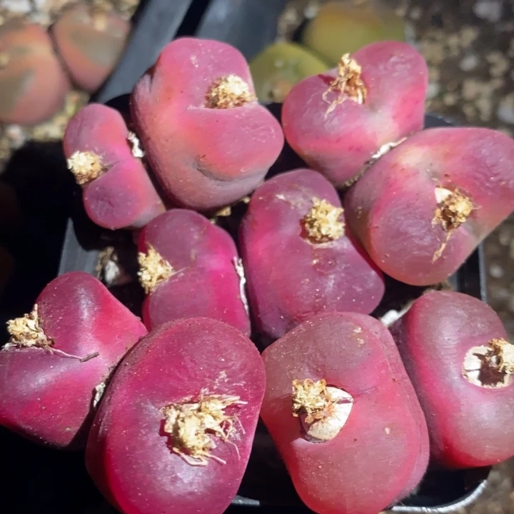 25271一组一组一组