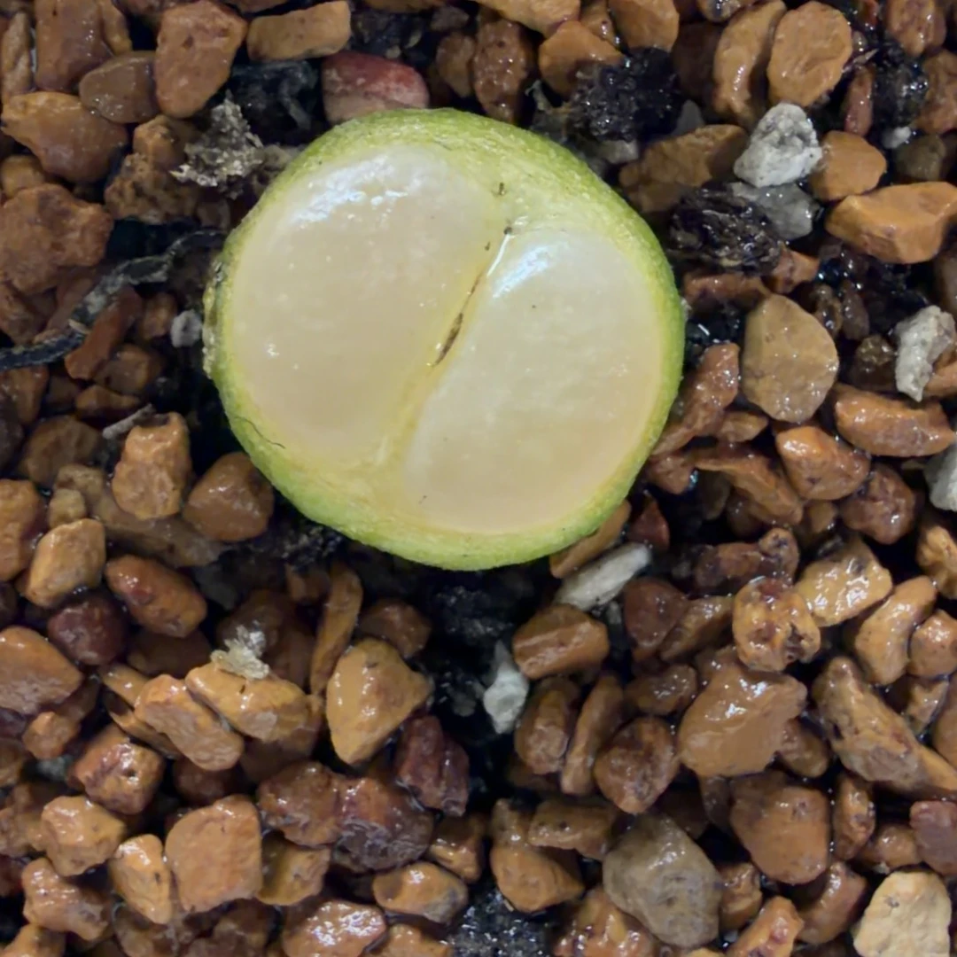 1.6公分拉登母本一颗福利851号