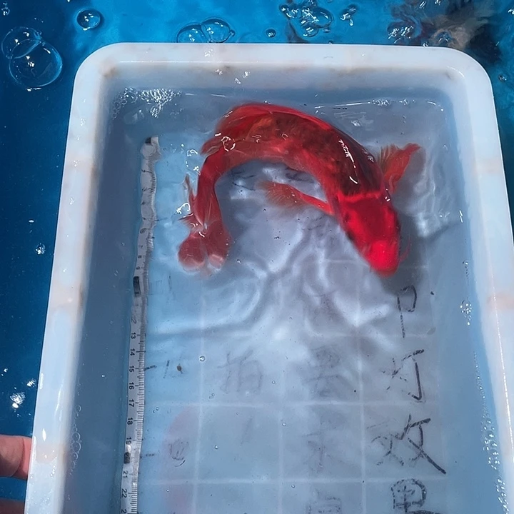 蝴蝶鲤鱼渔场直发110