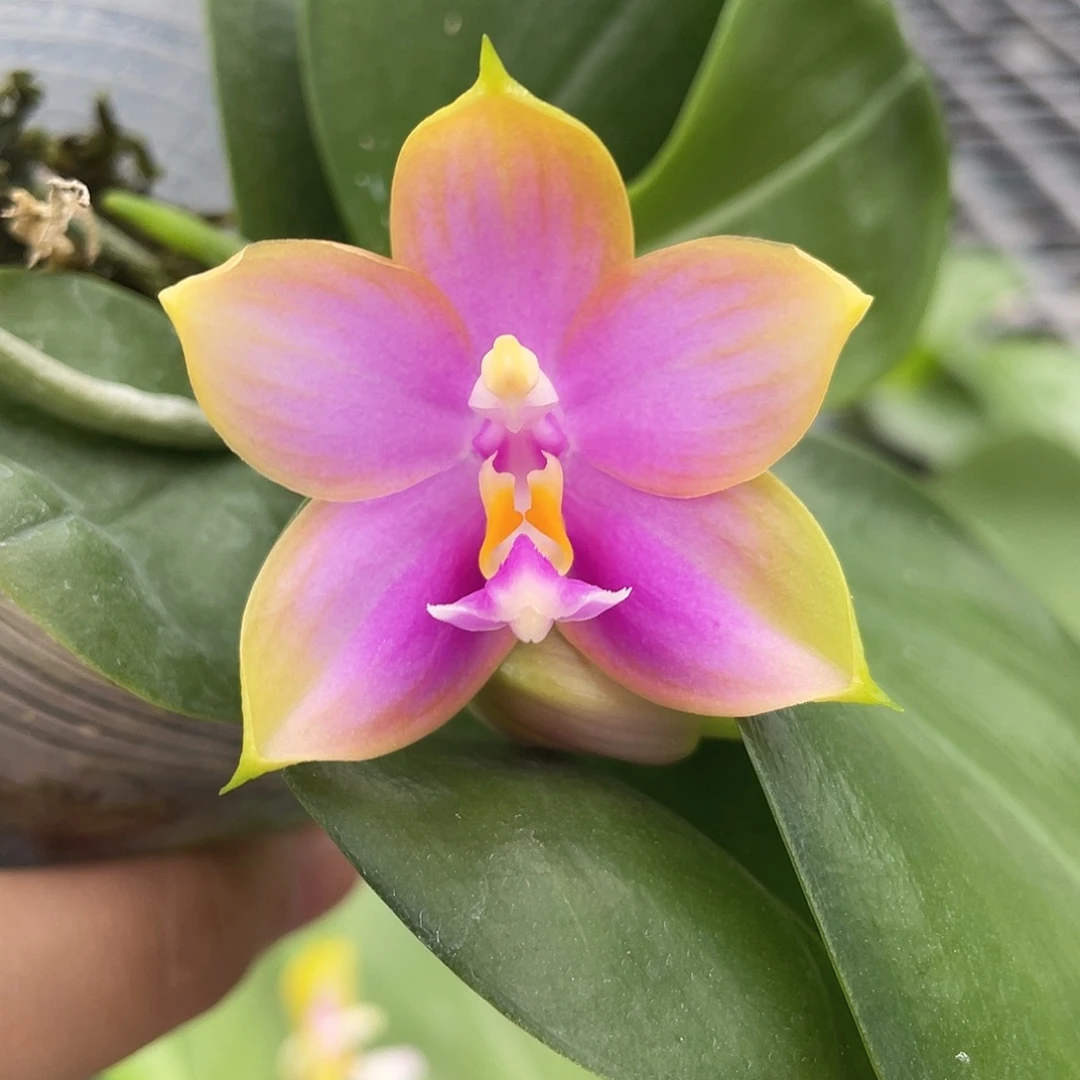 完全开放玛丽龙开花株