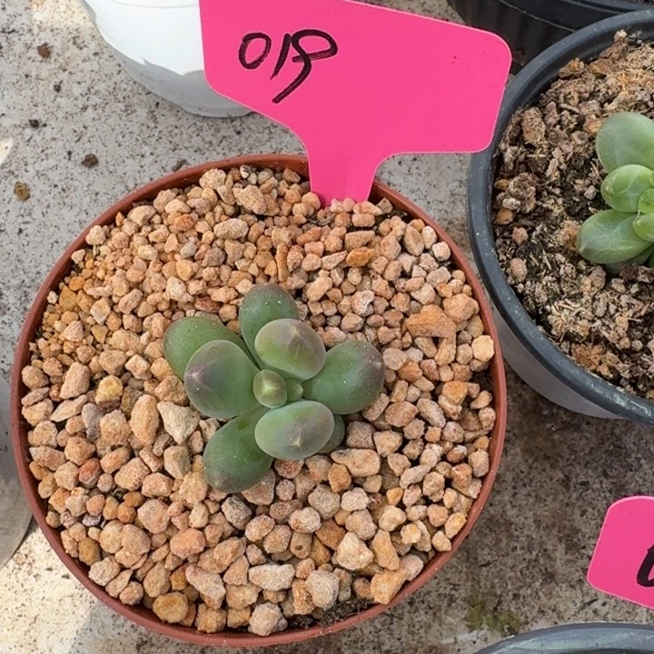 019巴比亚新号福利价