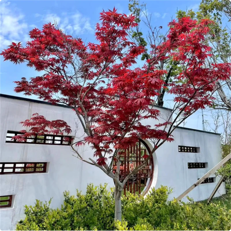 日本红枫树苗四季红舞姬盆景枫叶庭院室外耐寒盆栽绿化植物风景树