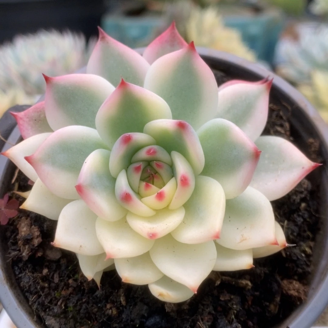 246锦锦锦锦锦锦锦锦