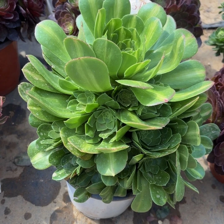 翡翠琉璃多肉法师5711