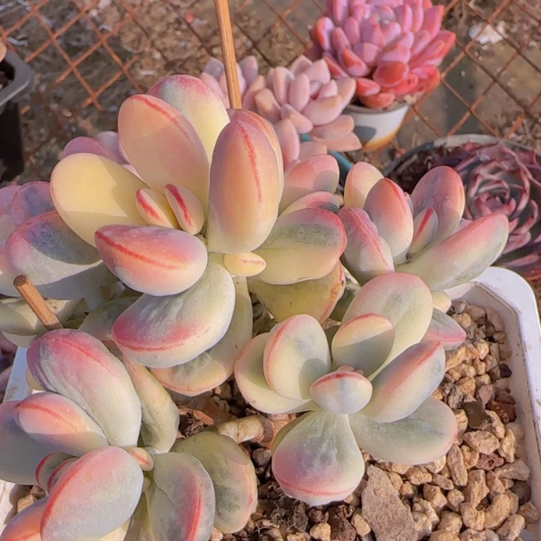 【闪购商品】乒乓福娘锦