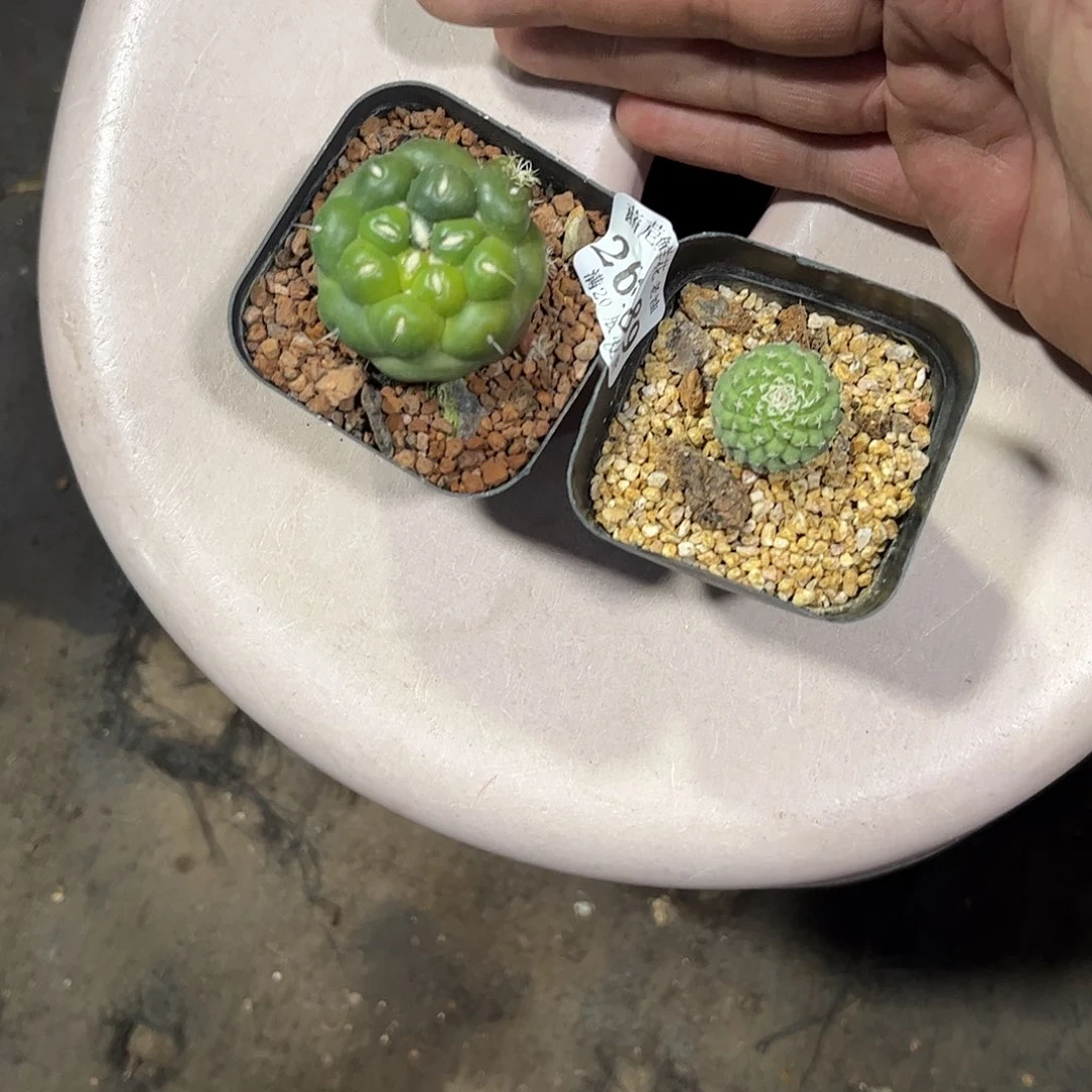 爱****圈26189一物一拍单头发货