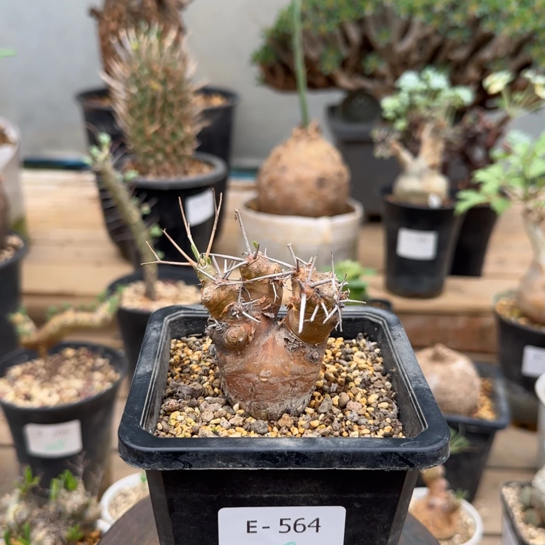 564刺烛厚敦菊块根植物