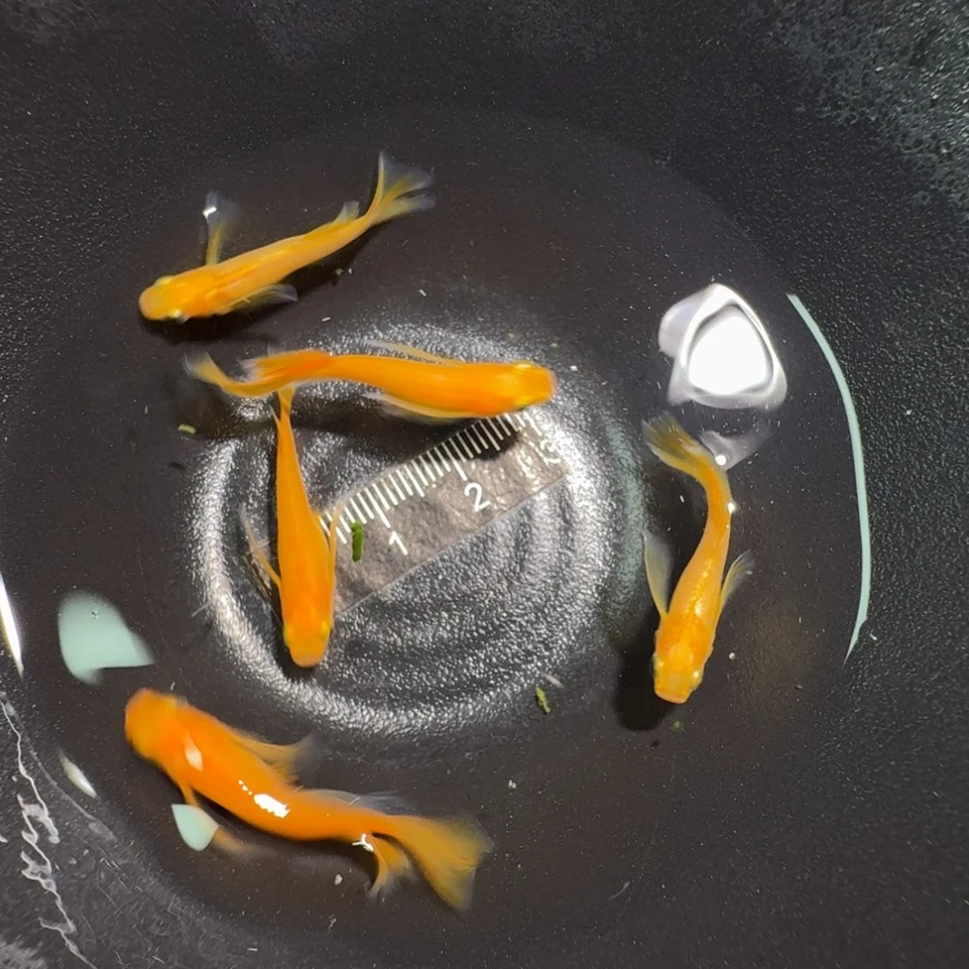 青鳉鱼镇店红鱼 真长红帝3 光体2共5只
