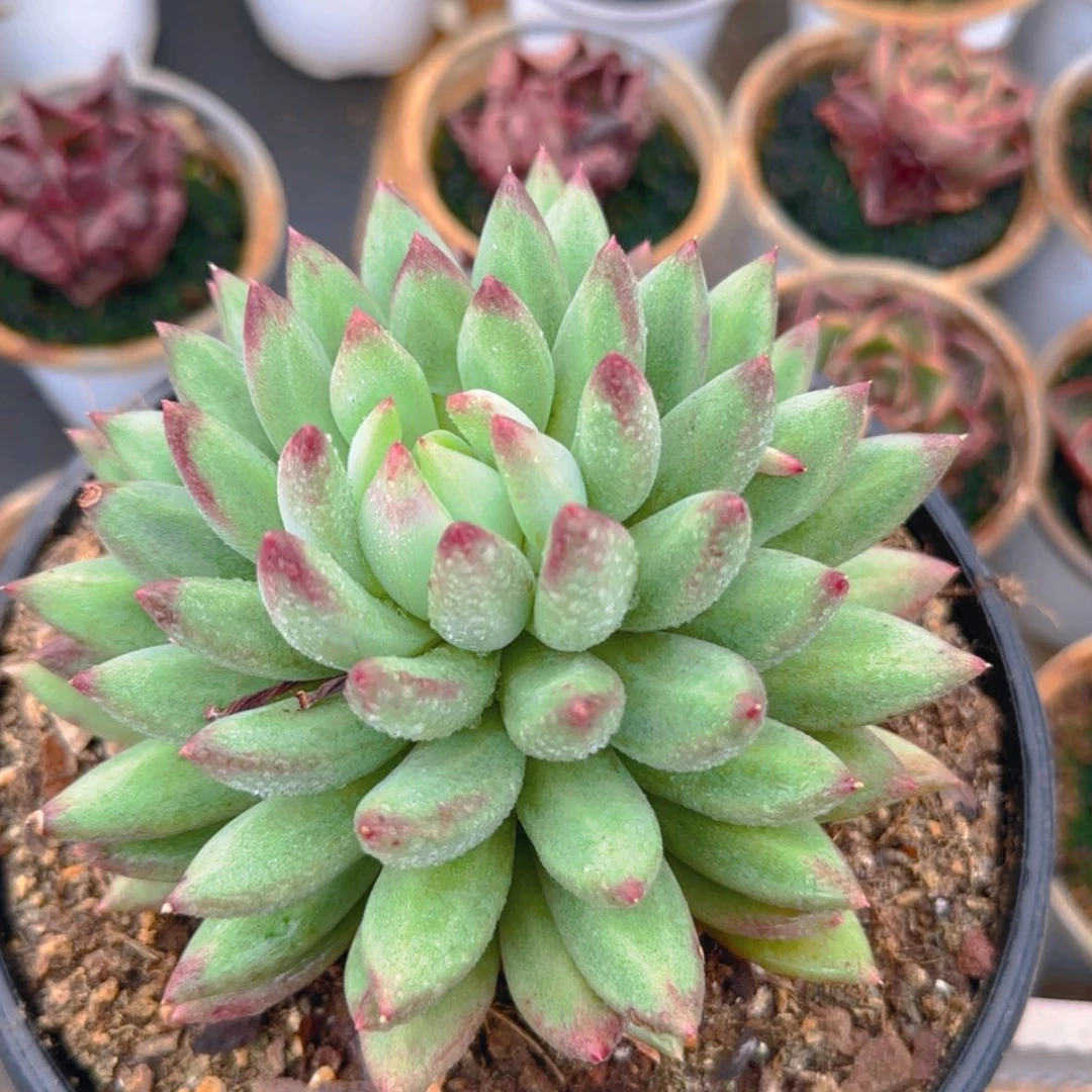 【闪购商品】二代虞美人