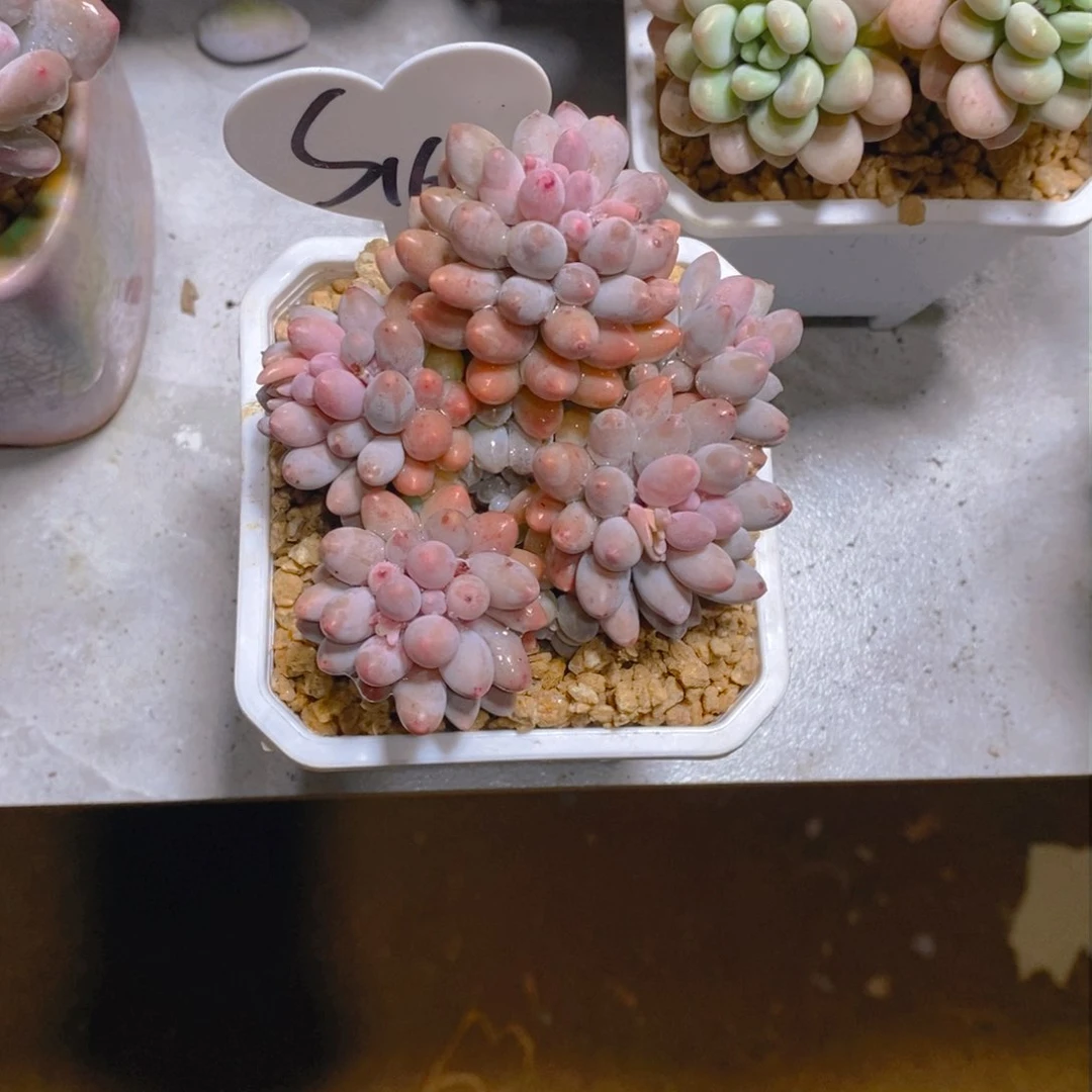 耳*婴儿手指群多肉