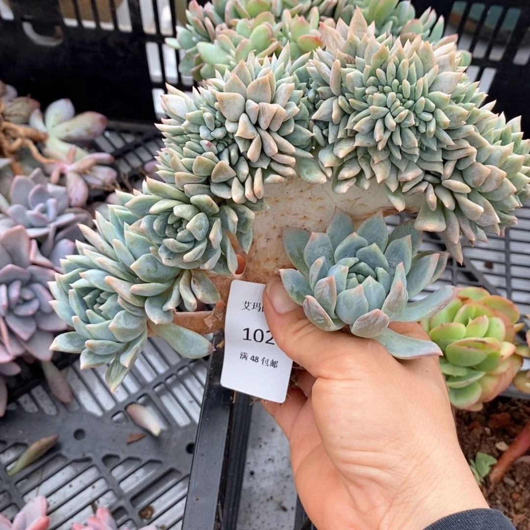 霜花缀化多肉多肉026