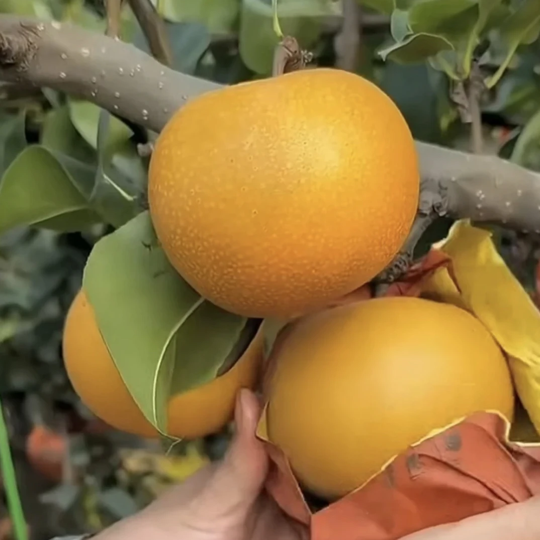 精选特级秋月梨树苗 根系发达 苗木粗壮 保证品种质量