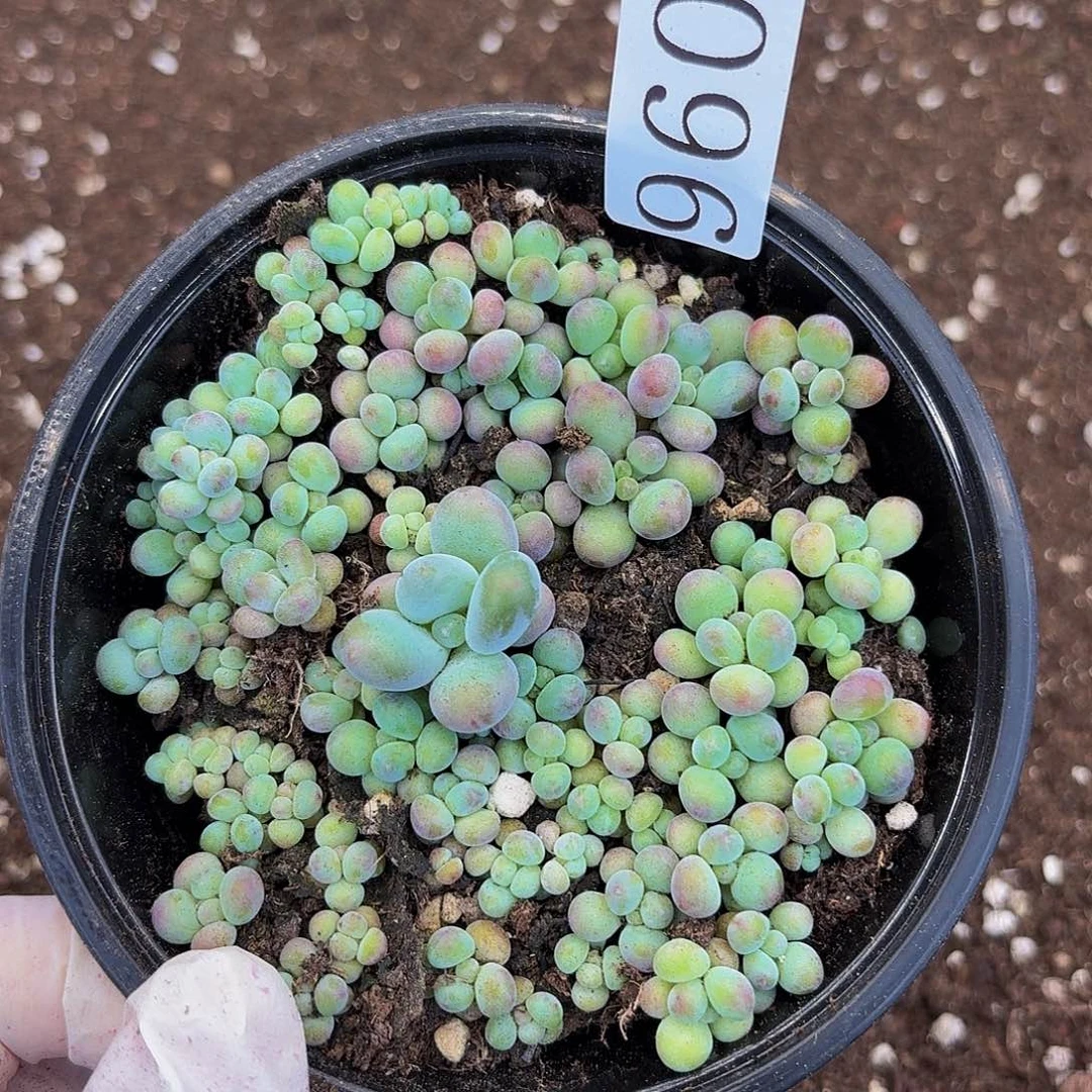 多肉植物多肉植物960