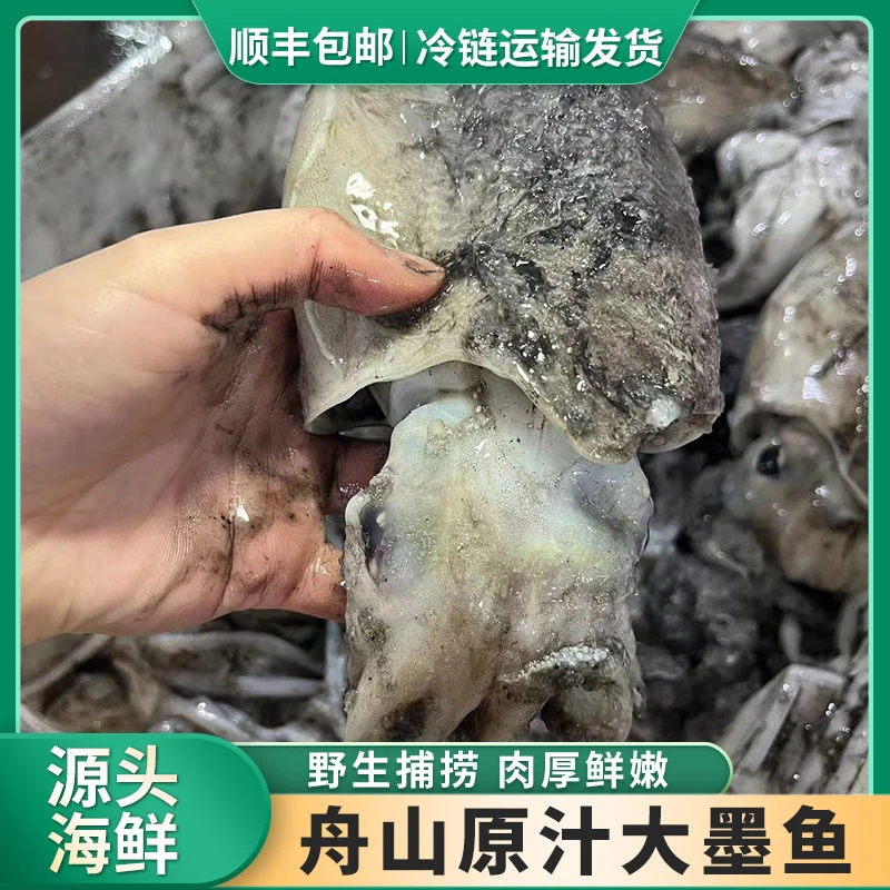舟山野生墨鱼大乌贼鲜活冷冻目鱼墨斗鱼海鲜水产非鱿鱼章鱼乌贼蛋