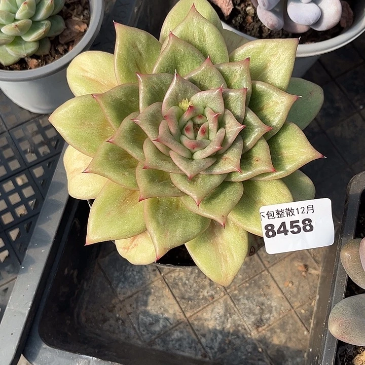 阿雅园艺。     8458玛丽亚