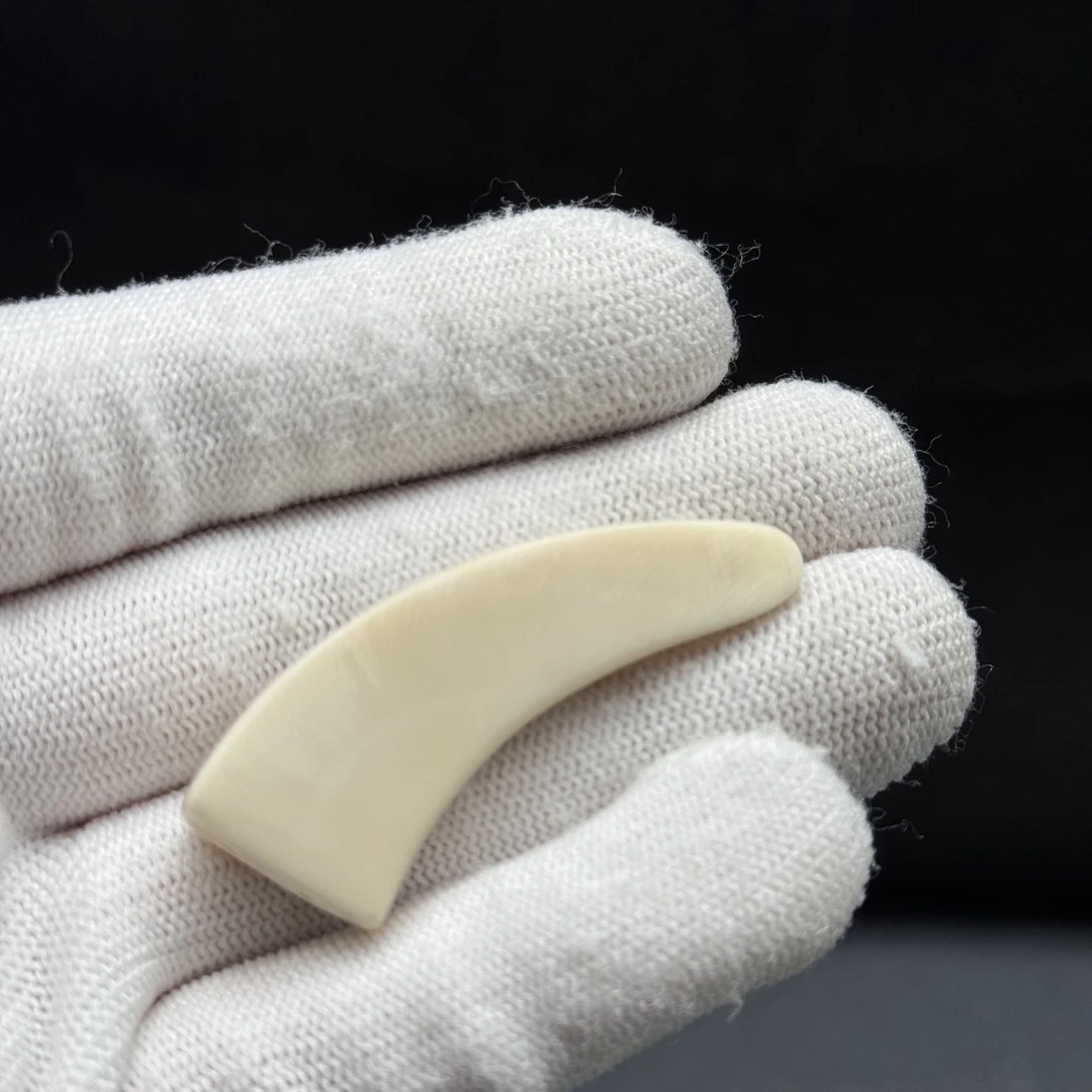 L1094天然猛犸牙 牙尖 45mm支持鉴定 假一罚四