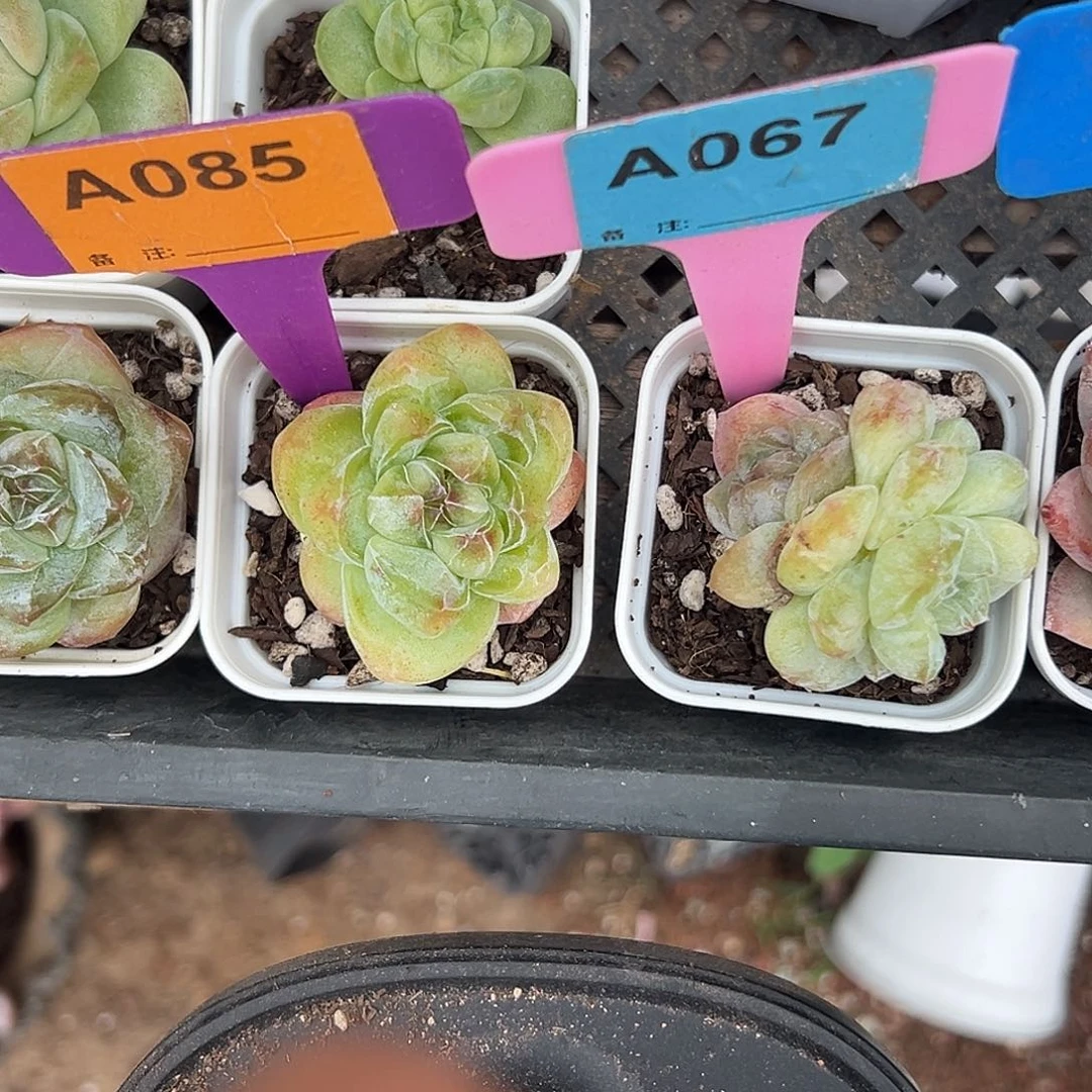小***澔多肉植物一物一拍