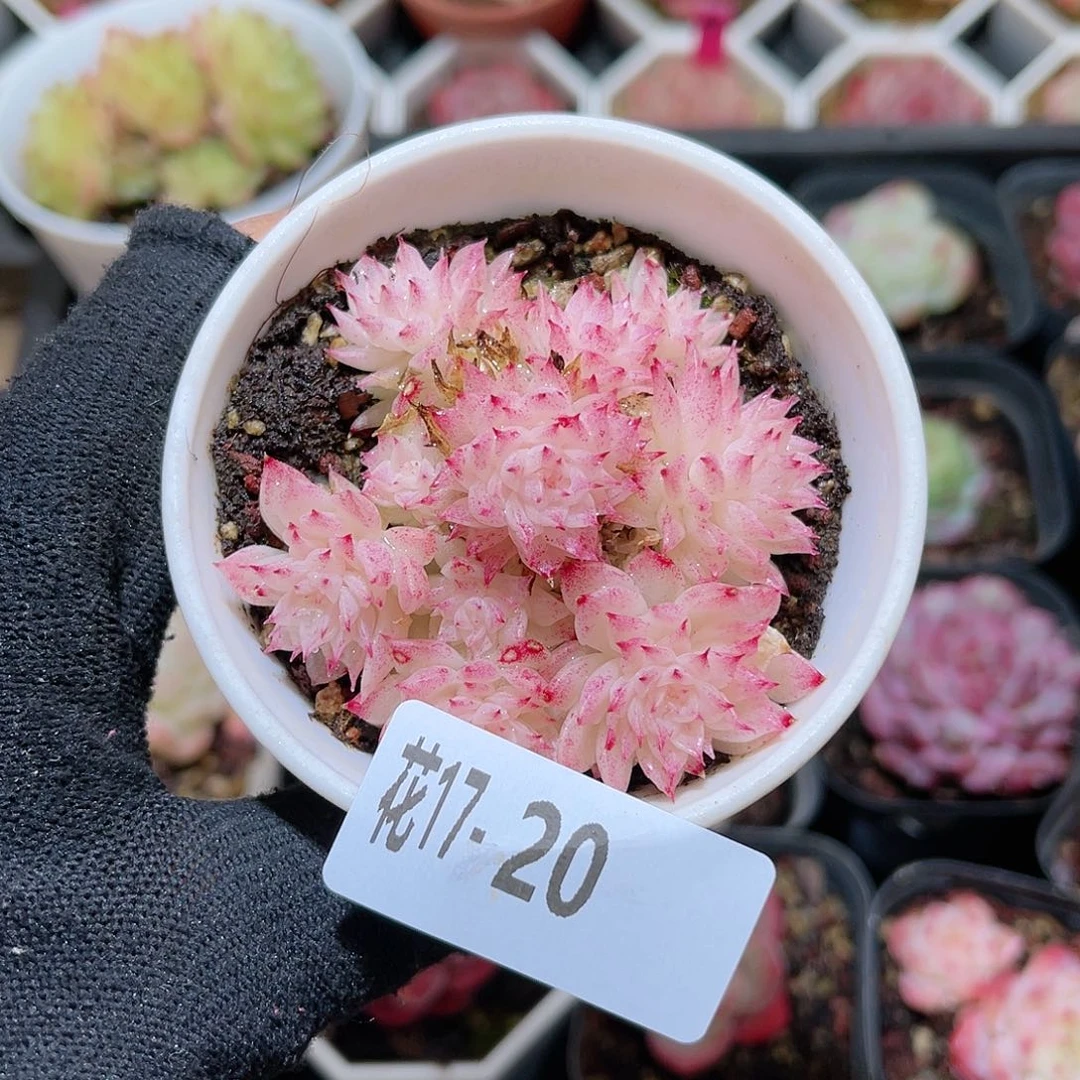 花17-20麦秆群生