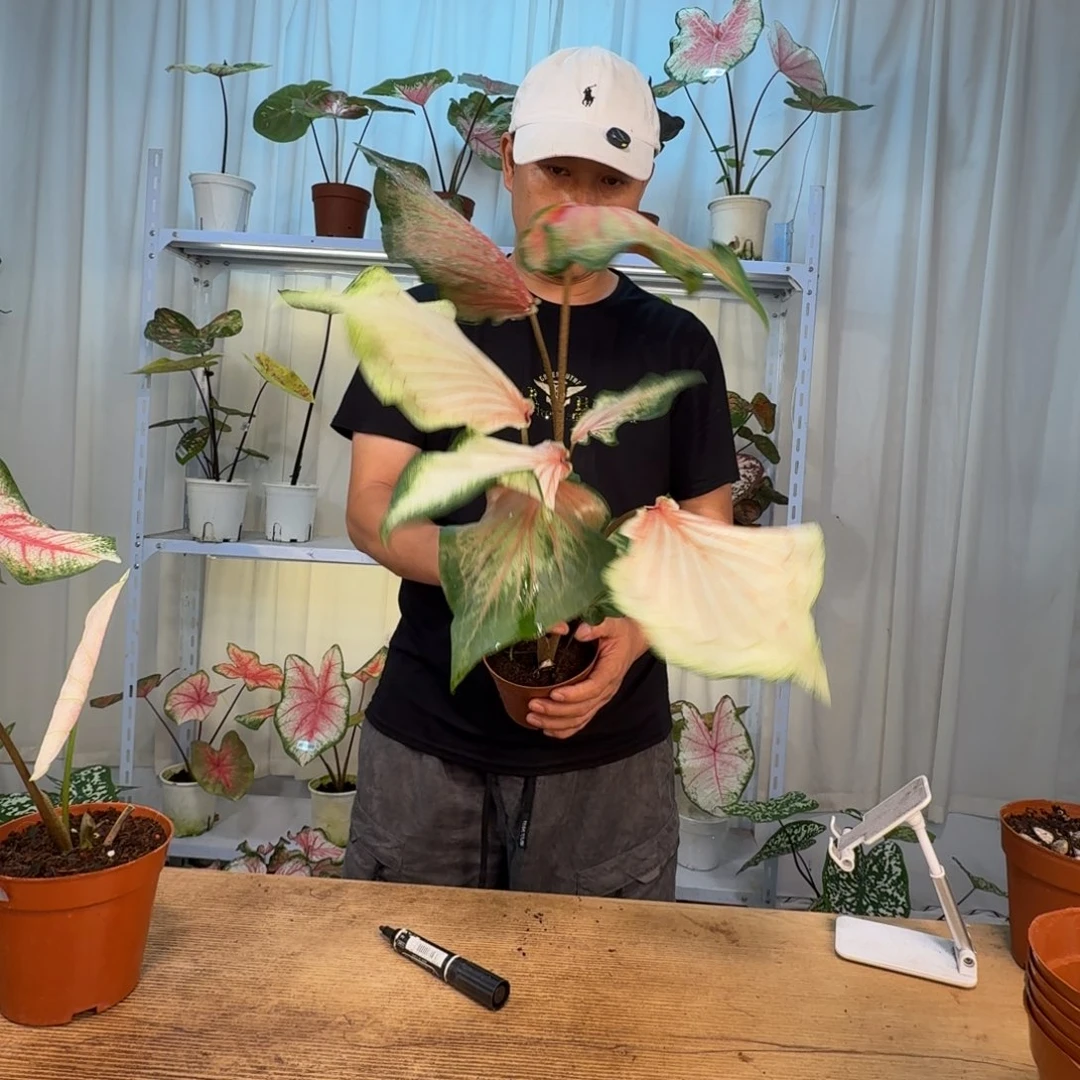 废***柴无花朵粉宝石    FD00017