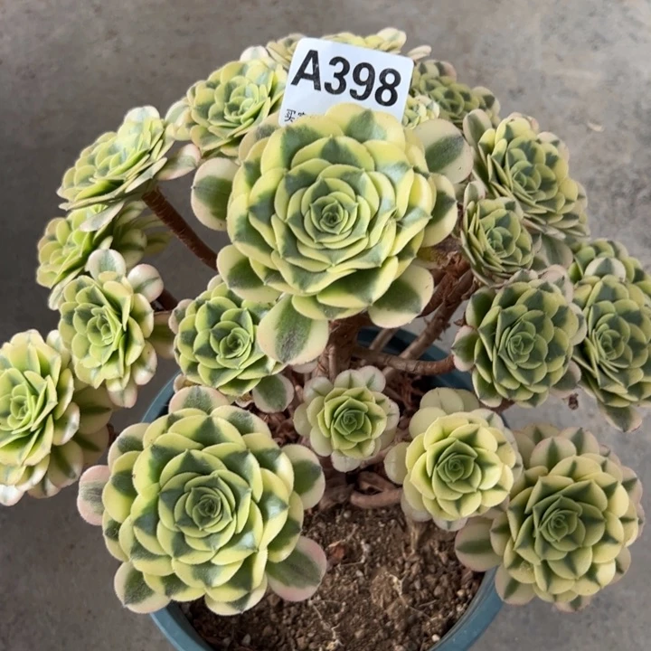 398绿豆沙30厘米左右