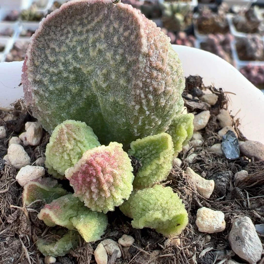 实生大苗多肉植物水泡