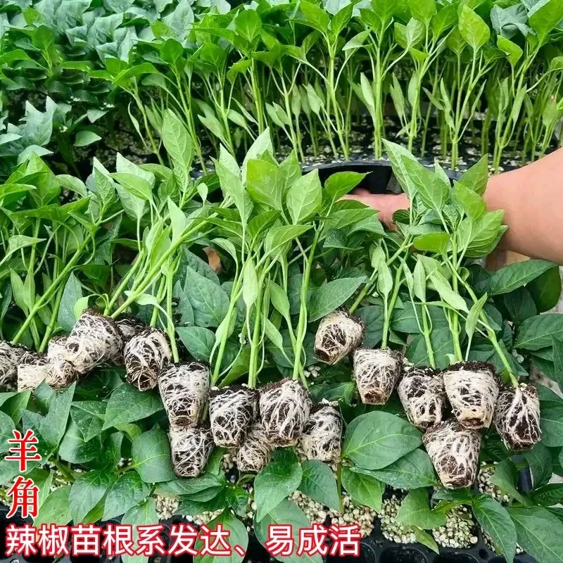 特大牛角椒苗辣椒苗秧苗高产青椒种子苗四季阳台盆栽