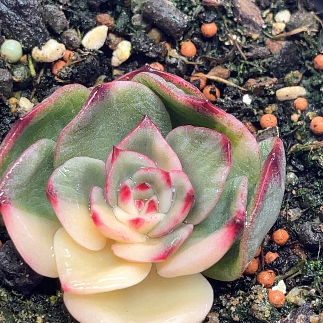 糖*?多肉特价三文鱼锦头盖