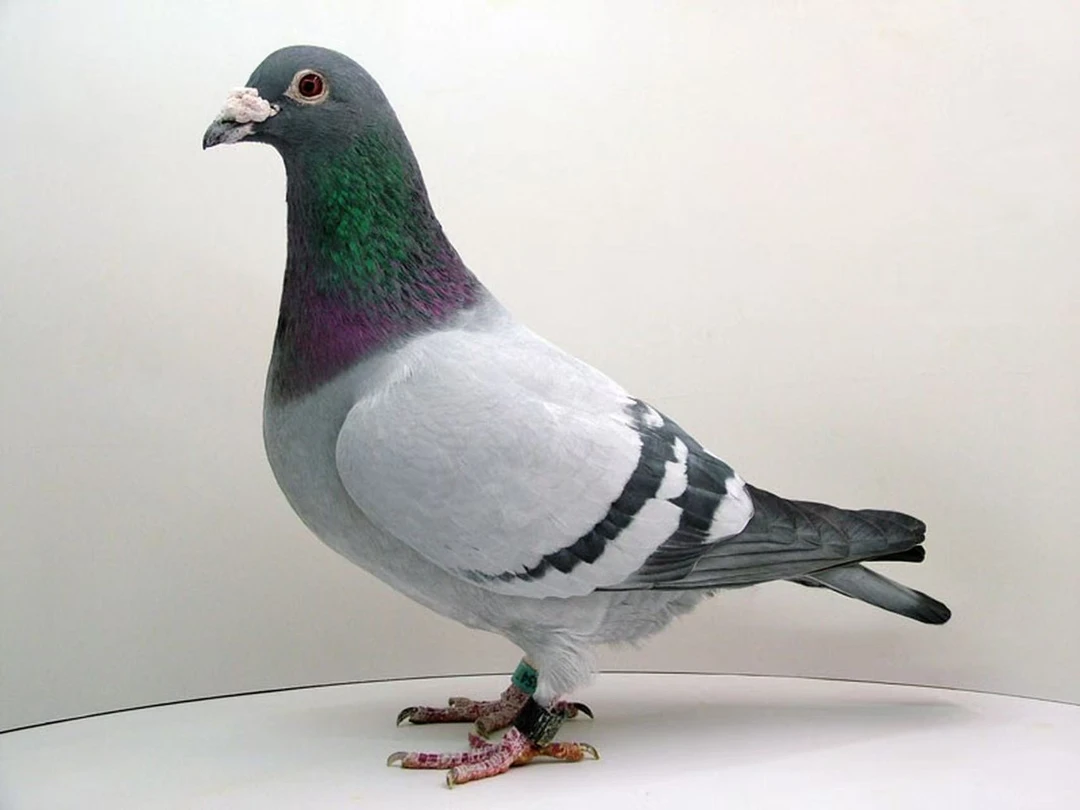 种鸽足环赛鸽用品